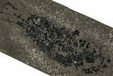 Devonian Lobed-Fin Fish (Osteolepis) Fossil - Scotland #354100-1